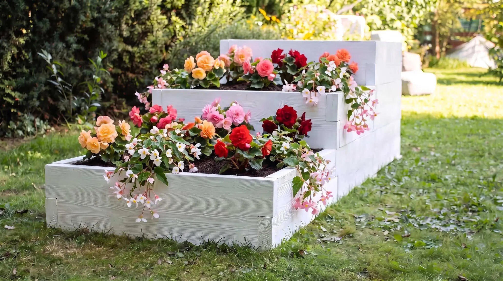 Begonia bulwiasta – uprawa i podwyższona rabata