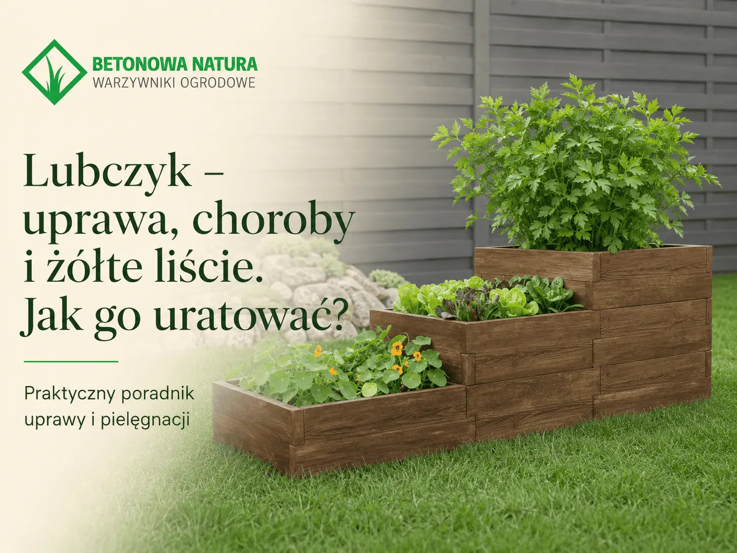 Lubczyk – uprawa, choroby i żółte liście. Jak go uratować?