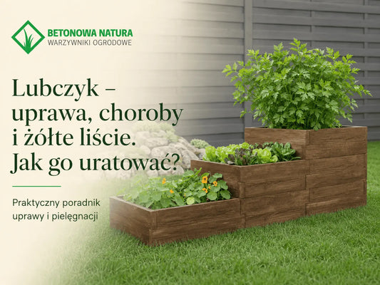 Lubczyk – uprawa, choroby i żółte liście. Jak go uratować?