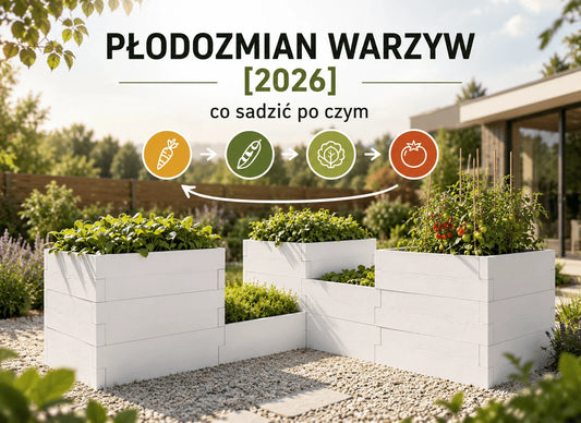 Płodozmian warzyw – tabela co sadzić po czym [2026]